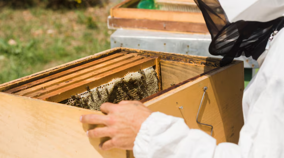 How Relocating Honey Bee Hives Protects Your Family and the Environment post thumbnail image