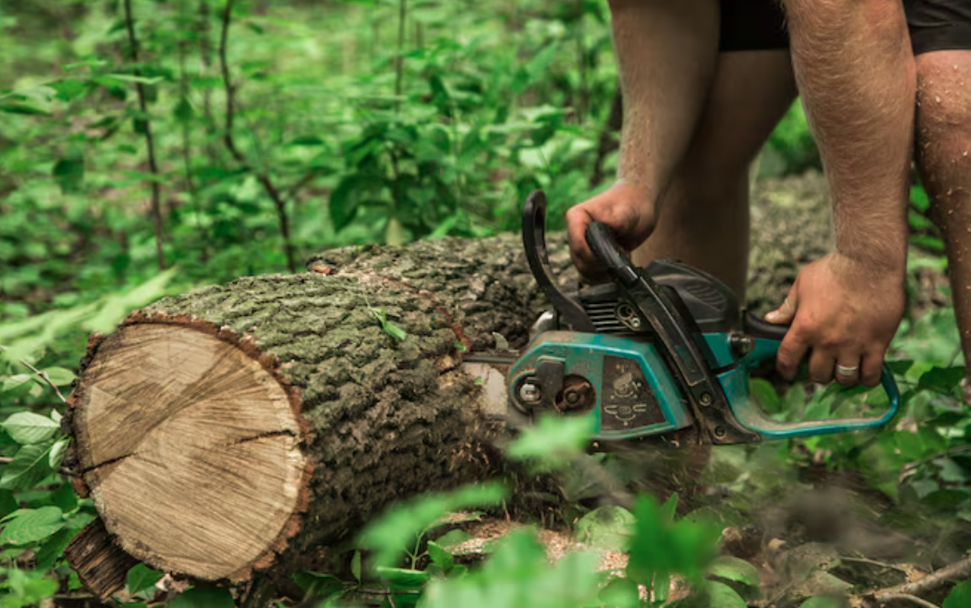 The Vital Environmental and Aesthetic Advantages of Professional Tree Stump Grinding Services post thumbnail image