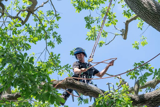 Why Hiring a Professional Arborist Benefits Your Trees